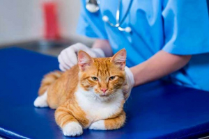 Jak leczyć grzyb w kotach? Jak leczyć grzyb w kotach?